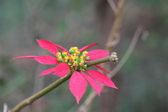 Euphorbia pulcherrima